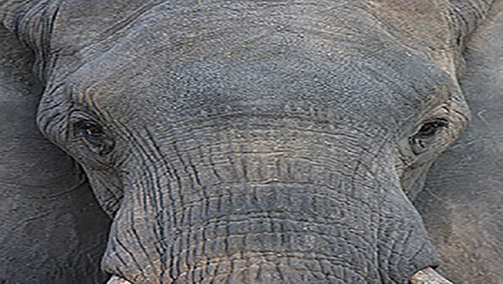 T-5583da7fe5048-olifant-close_5583da7fe4f87-3.jpg