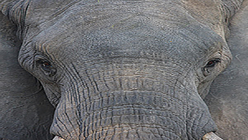 T-5583da7fe5048-olifant-close_5583da7fe4f87.jpg