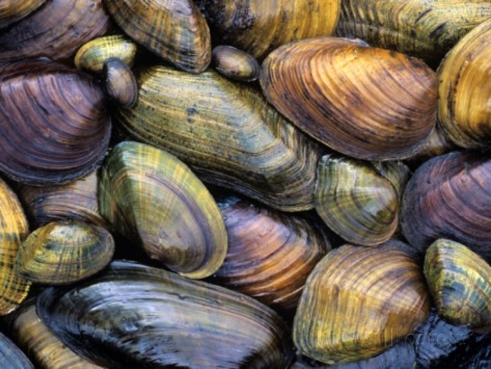 T-56d01faeb62d3-gary-meszaros-freshwater-mussels-from-the-ohio-river-drainage-usa_56d01faeb61ca-2.jpg