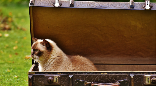 T-593fc65edb961-cat-in-a-case.jpg_593fc65edb8c2.png