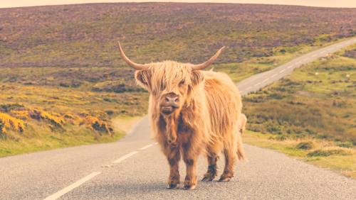 T-59566ee2c3766-highland-cattle_59566ee2c36cd.png