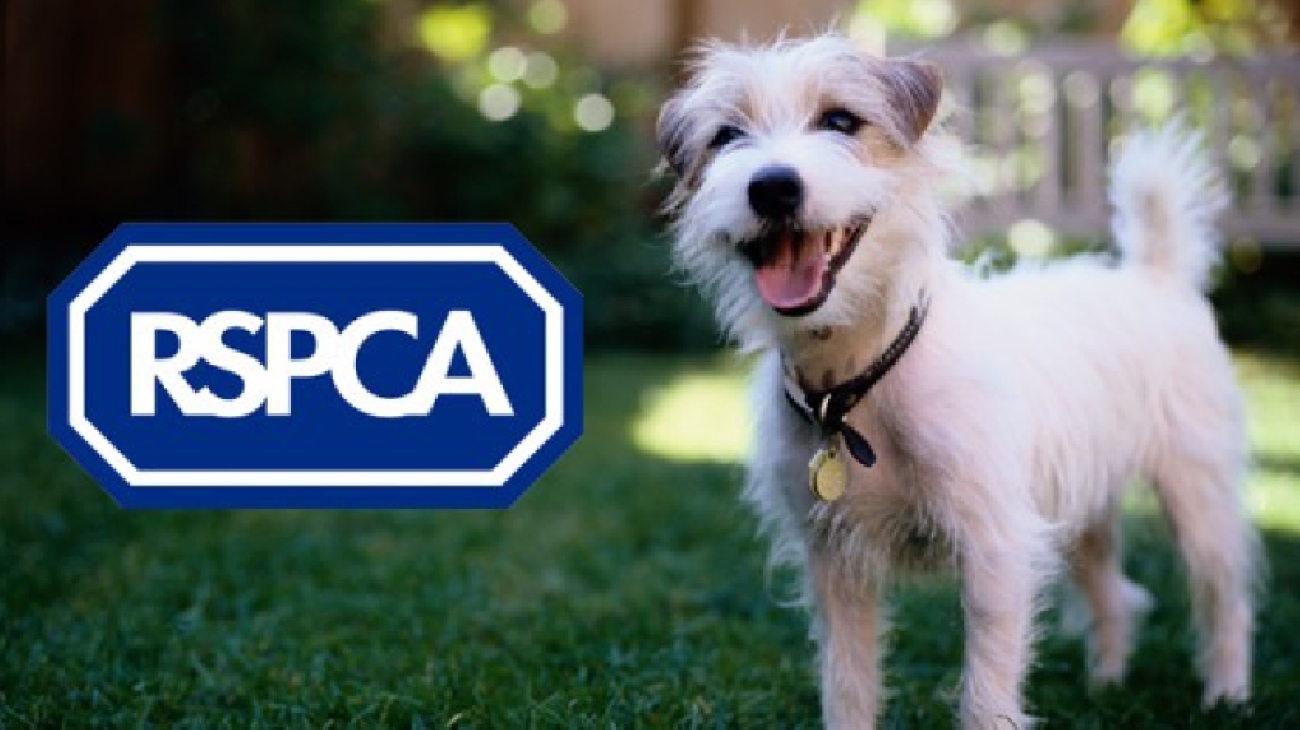 Rspca sales pet tracker