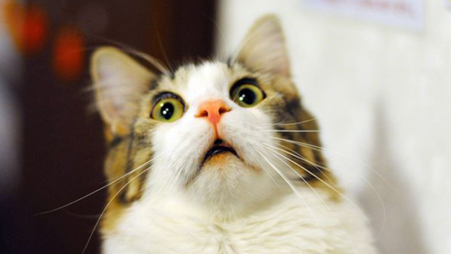 T-shocked-cat-1059.jpg