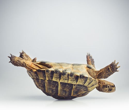 Ta1c231700021-tortoise-upside-down_5a1c2316f41ac-73.jpg