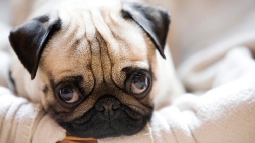 Ta203b9d8d551-ways-pug-puppies-are-the-most-adorable-things-alive_5a203b9d8d455-6.jpg